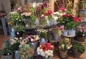 Rose, Tulpen, Nelken...